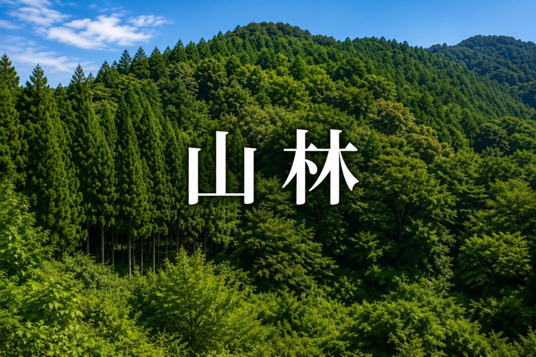 mountain forest